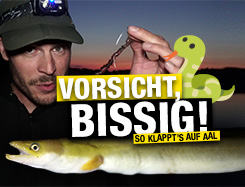 Aal - Vorsicht, bissig!