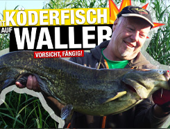 Köderfisch auf Waller